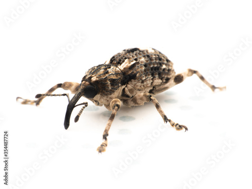 colorado potato beetle