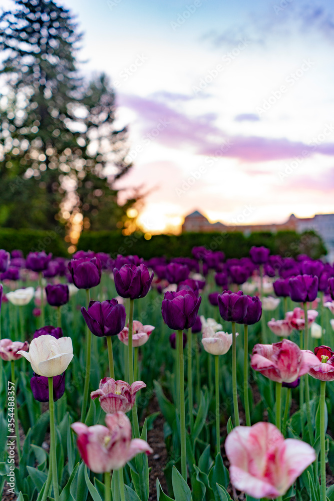 tulips