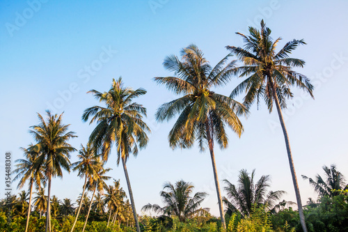 Fototapeta Naklejka Na Ścianę i Meble -  Isolated coconut tree view with blue background