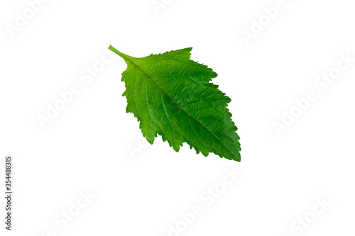 Galeopsis tetrahit (common hemp-nettle) leaf isolated on white background photo