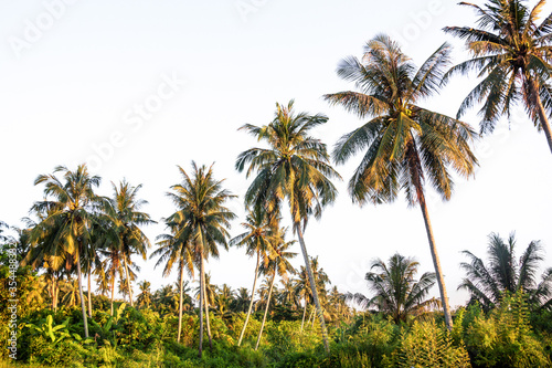 Isolated coconut tree view with white background © keongdagreat