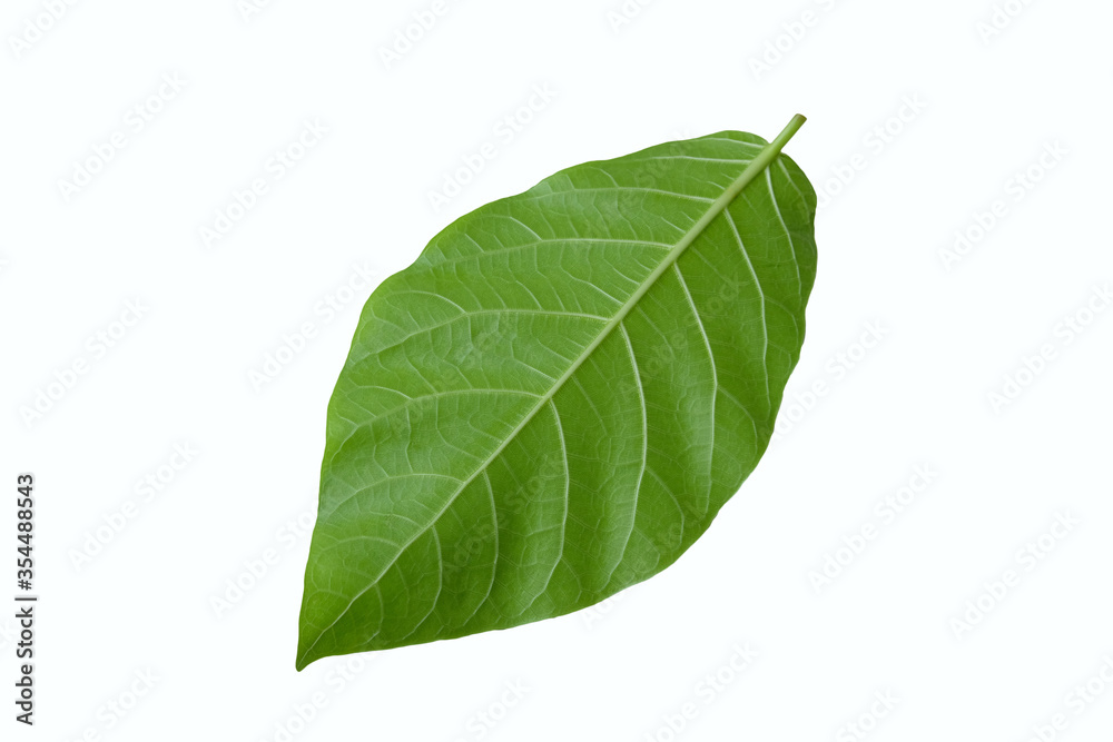 carpathian walnut leaf isolated on white background carpathian walnut leaf isolated on white background