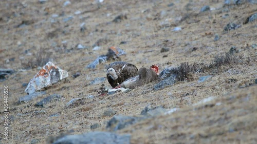 Griffon Vulture (Gyps fulvus) feeding on a carcass of Blue Sheep (Pseudois Nayaur) in SiChuan, China photo