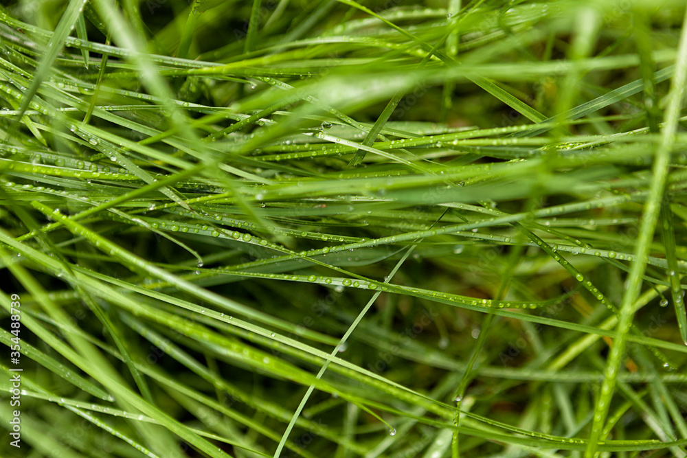 green grass in drops of morning dew, raindrops on grass, background green grass in drops of morning dew, raindrops on grass, background