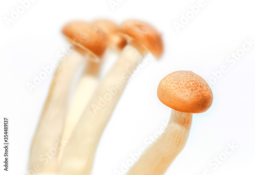 Organic mushroom background material picture