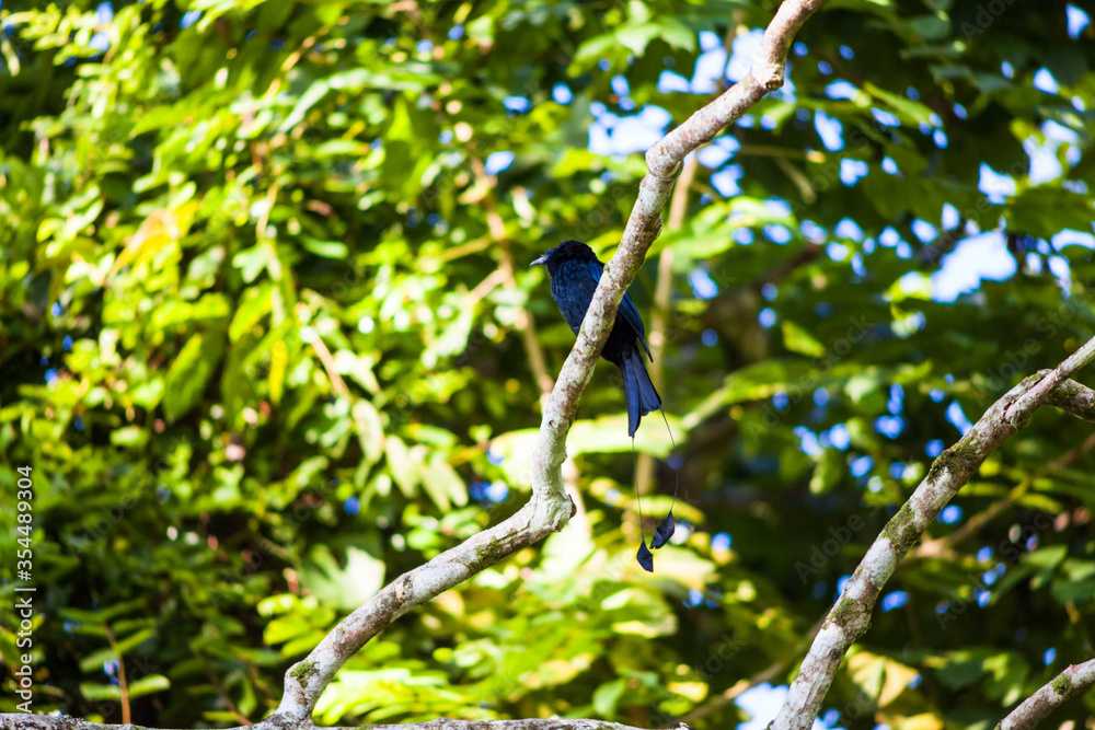 Real bird which called as Spangled Drongo view in close up in Penang Hill, Malaysia Real bird which called as Spangled Drongo view in close up in Penang Hill, Malaysia