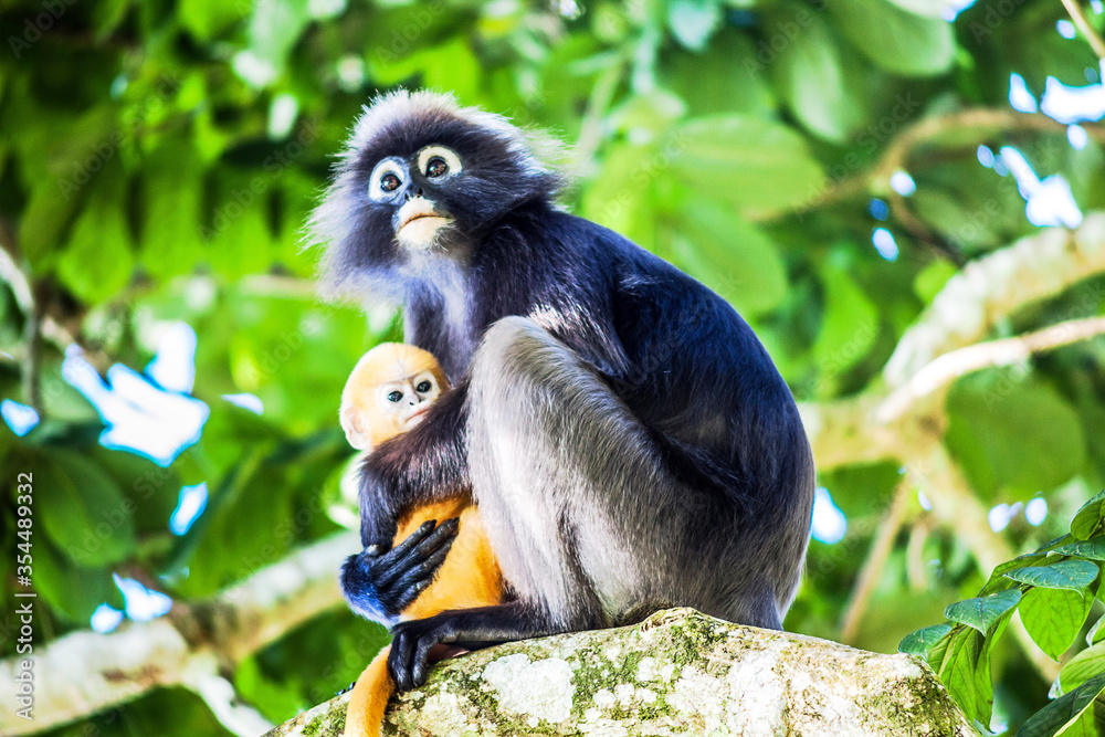 Fototapeta premium Real dusky leaf monkey in close up in Penang Hill, Malaysia