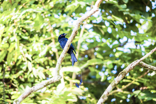 Real bird which called as Spangled Drongo view in close up in Penang Hill, Malaysia