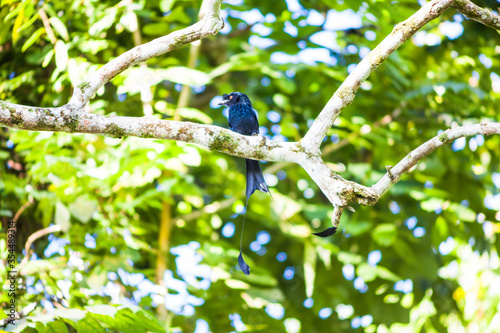 Real bird which called as Spangled Drongo view in close up in Penang Hill, Malaysia photo