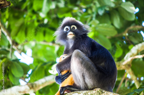 Photography Real dusky leaf monkey in close up in Penang Hill, Malaysia