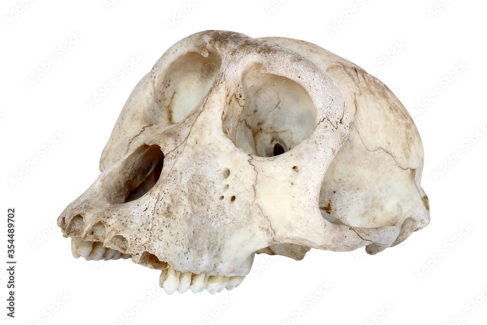 Skull of monkey isolated on white background Skull of monkey isolated on white background