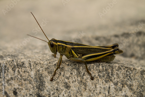 grasshopper on the ground © a