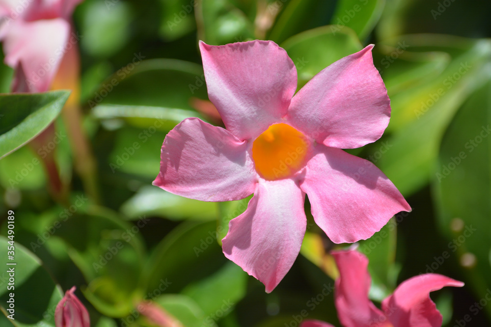 Dipladenia, Mandevilla Sanderi, is a annual shrub. With showy pink, red, raspberry splash blooms in Glendale, Maricopa County, Arizona USA. Dipladenia, Mandevilla Sanderi, is a annual shrub. With showy pink, red, raspberry splash blooms in Glendale, Maricopa County, Arizona USA.