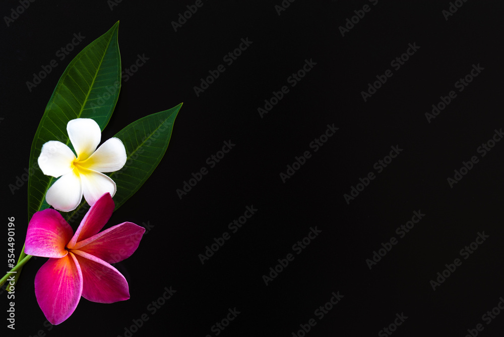 exotic frangipani flower on the black background