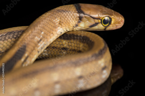 The radiated ratsnake, copperhead rat snake or copper-headed trinket snake (Coelognathus radiatus) is a nonvenomous species of colubrid snake isolated on black background photo