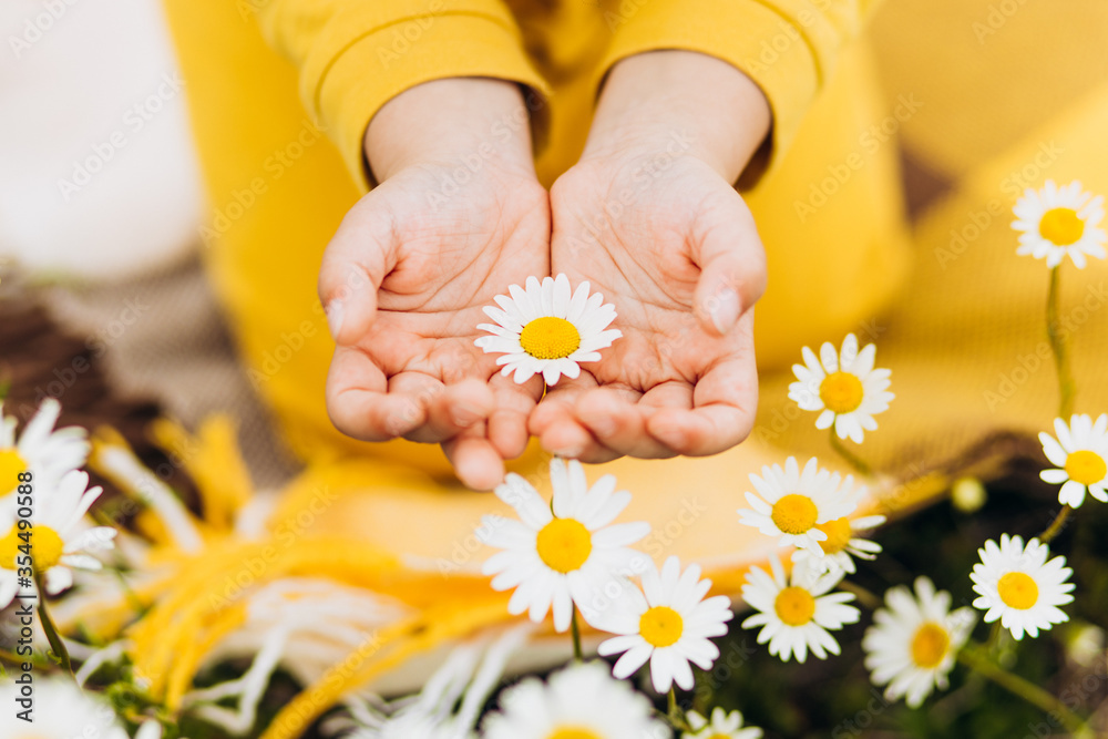 Daisies in the hands of a child. Daisies in the hands of a child.