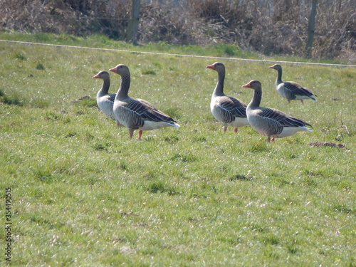 geese on the meadow