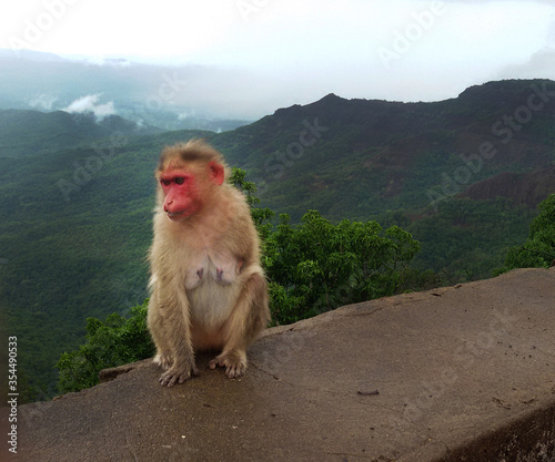 Photo of monkey © priya