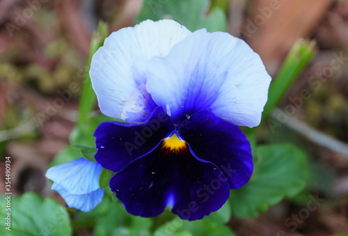 Beautiful violet and white pansies at full bloom