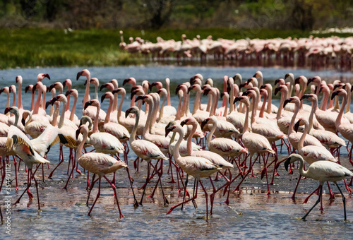 Dance flamingos at Lake Bogoria, Kenya