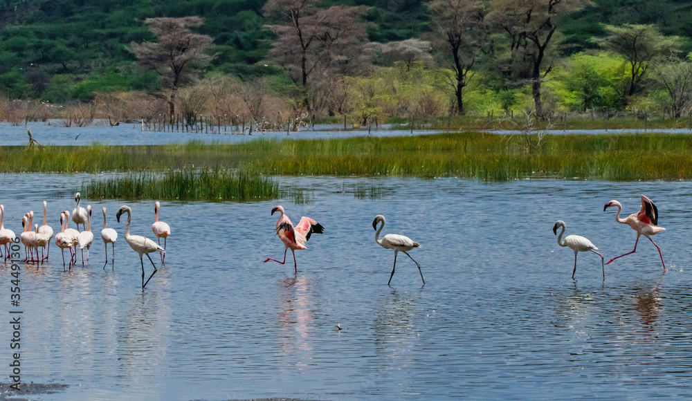 Dance flamingos, Lake Bogoria, Kenya