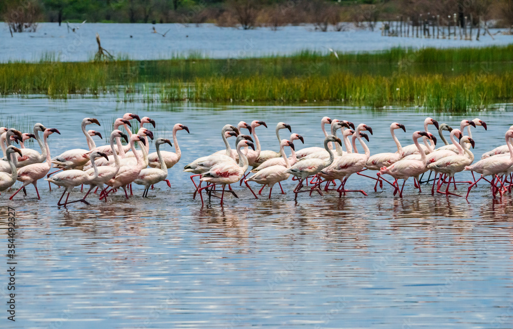 Dance flamingos at Lake Bogoria, Kenya Dance flamingos at Lake Bogoria, Kenya