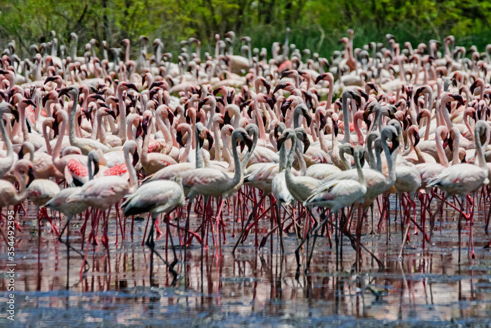 Fototapeta premium Dance flamingos at Lake Bogoria, Kenya