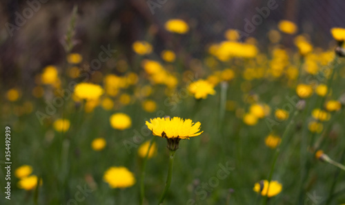 yellow dandelions on green meadow