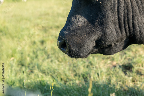 An cow's mouth