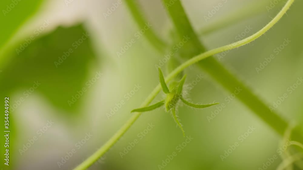 Blooming cucumber. cucumber grows on flowering bush. Ecologically clean. Blooming cucumber. cucumber grows on flowering bush. Ecologically clean.