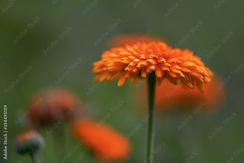 A selective focus shot a orange zinnia flower on a green background in the garden close up. Summer and spring backgrounds A selective focus shot a orange zinnia flower on a green background in the garden close up. Summer and spring backgrounds