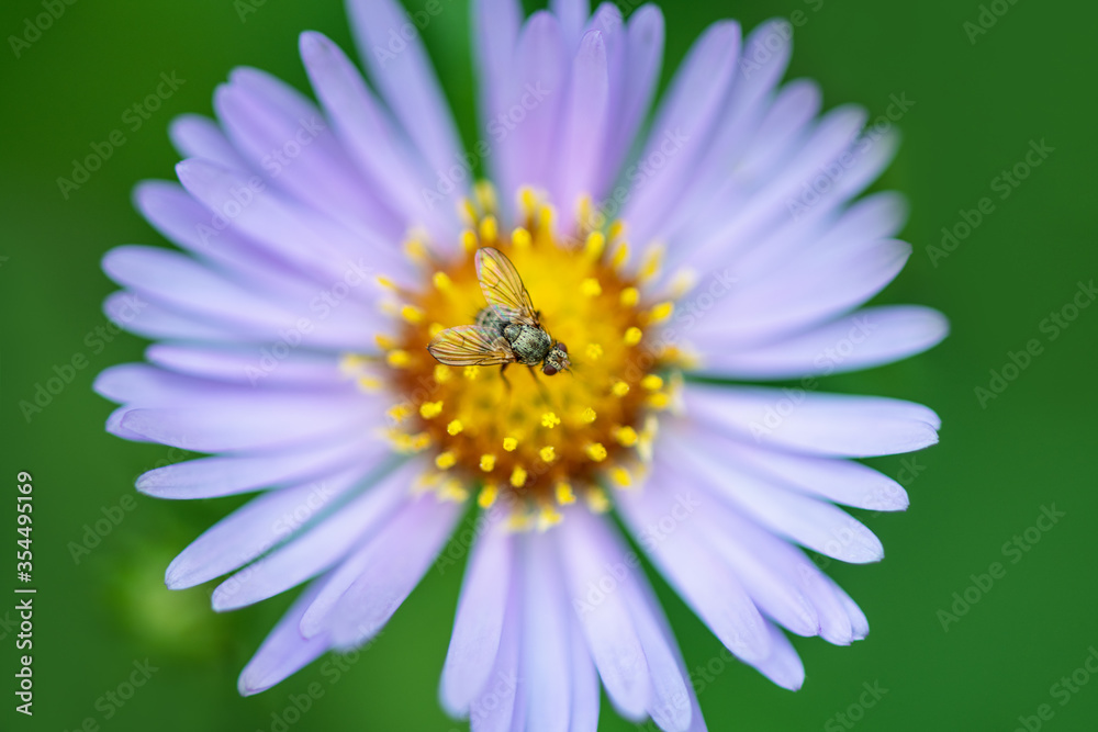 .A selective focus shot of a common fly sits on a lilac flower on a green background. Macro photo of an insect. .A selective focus shot of a common fly sits on a lilac flower on a green background. Macro photo of an insect.