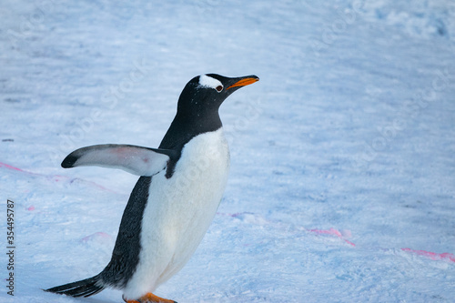 side view of king penguin on snow