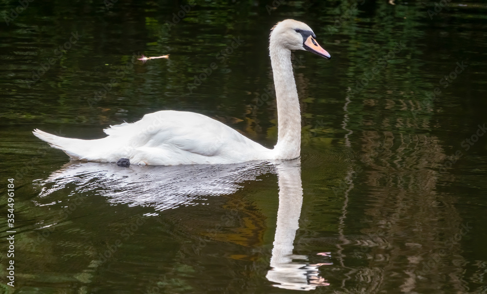 Naklejka premium A graceful white swan swimming on a lake with dark water. The white swan is reflected in the water
