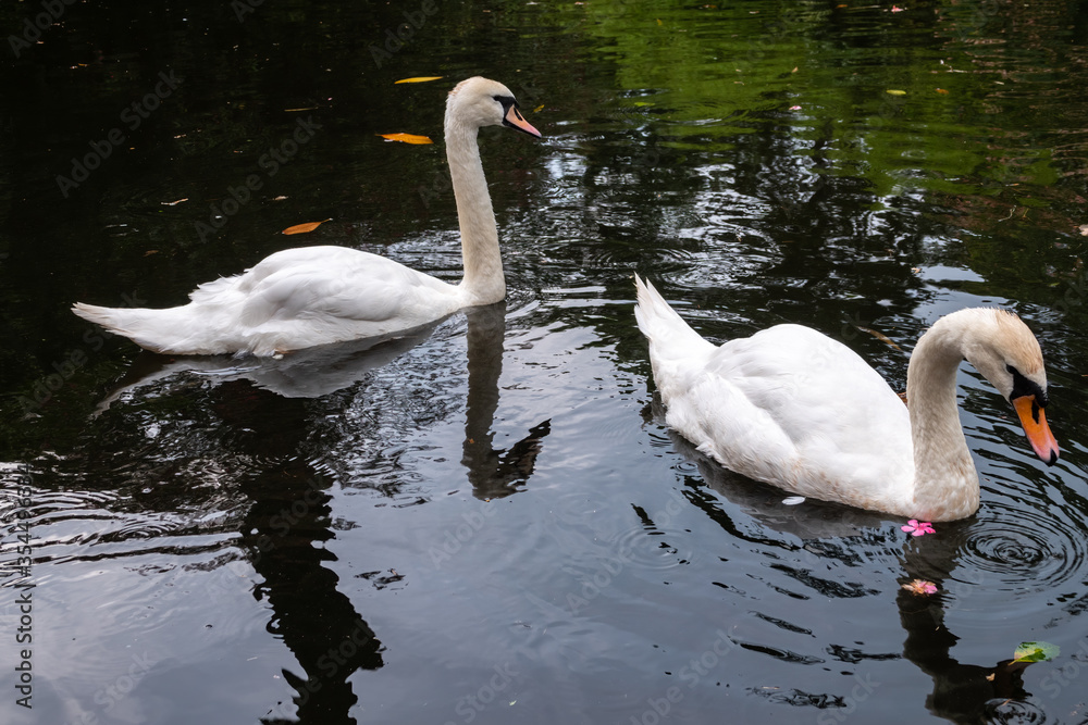 Fototapeta premium Two white swans swim in the dark water.