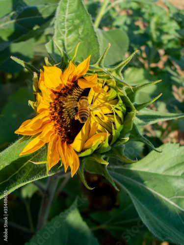 a honey bee flies into a sunflower in the open field