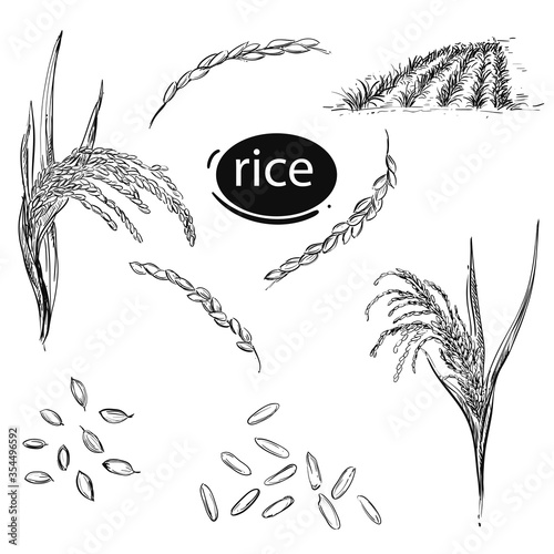 Hand drawn monochrome vector illustration of rice plant, leaf, gran, field. Elements in graphic style label, card, sticker, menu