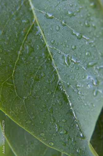 Green leaf to water drops close-up. macro photography, the beauty of nature.