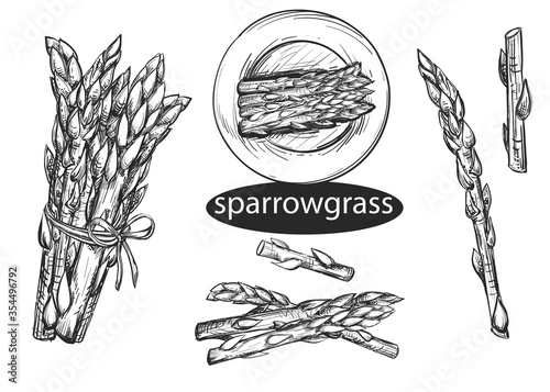 Hand drawn sketch black and white coffee set. Vector illustration of casparagus, grass. Elements in graphic style menu of sparrowgrass.