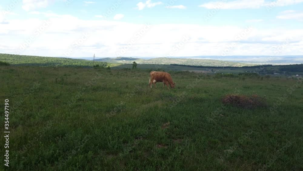 A quiet cow eats grass in the field on a summer day A quiet cow eats grass in the field on a summer day