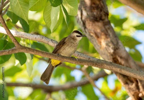 Close up Yellow Vented Bulbul Perched on Branch Isolated on Background photo