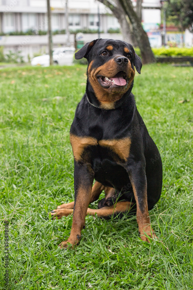 hermoso perro rottweiler sobre pasto verde