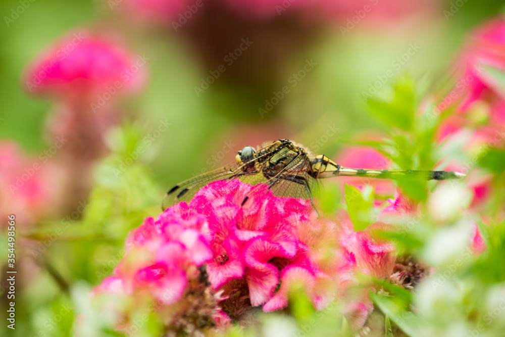 Fototapeta premium 真夏のある日、鶏頭の花にトンボが止まってひと休み