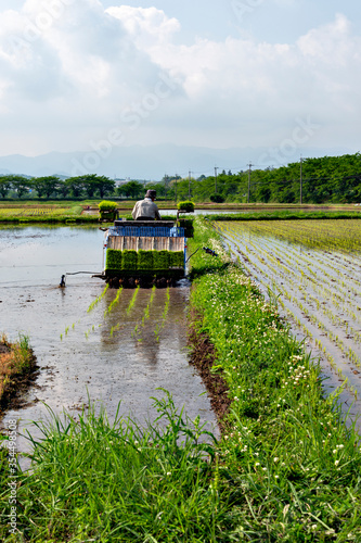 Rice transplanting by machine in Japan