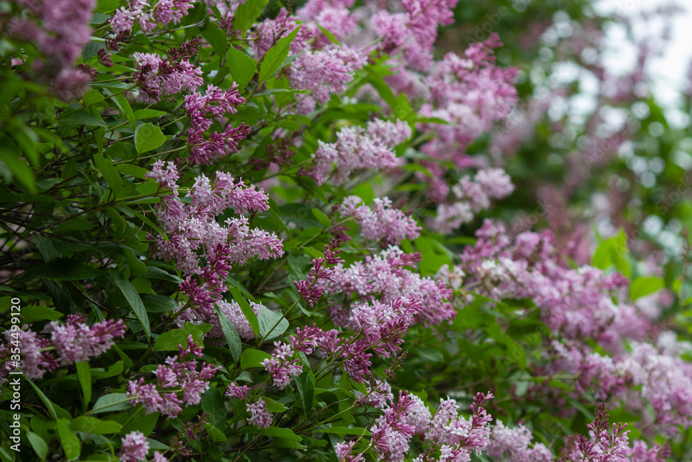Botanical concept: giant Lilac bushes beginning to bloom, young flowers, spring. Botanical concept: giant Lilac bushes beginning to bloom, young flowers, spring.