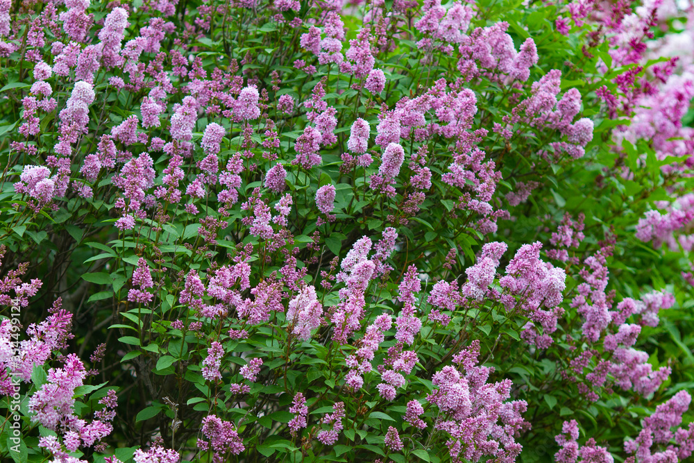 Botanical concept: giant Lilac bushes beginning to bloom, young flowers, spring.