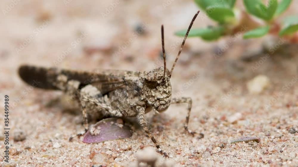 Close up of Insect brown cricket standing on the ground. Concept of wild life insects in nature Close up of Insect brown cricket standing on the ground. Concept of wild life insects in nature
