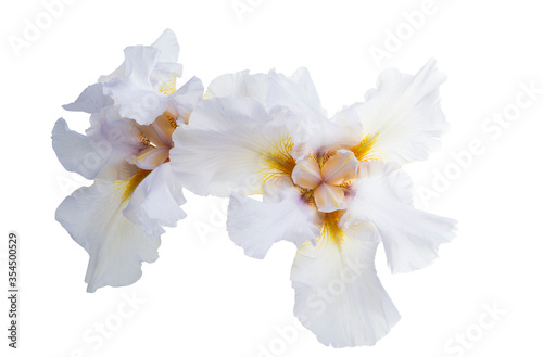 Fototapeta Naklejka Na Ścianę i Meble -  large iris flower isolated