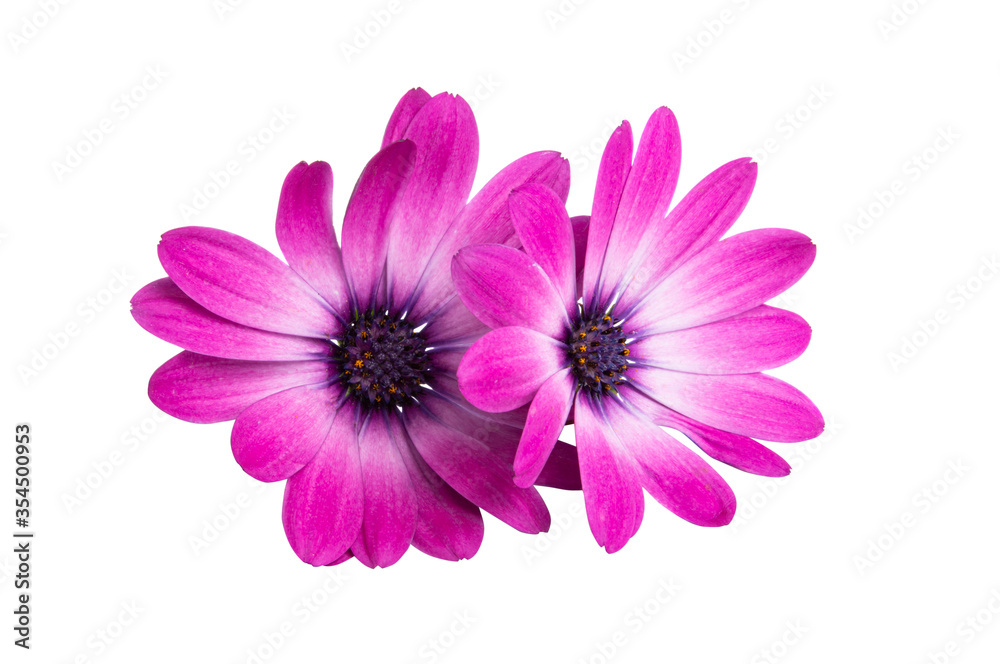 Osteosperumum daisy flower isolated Osteosperumum daisy flower isolated