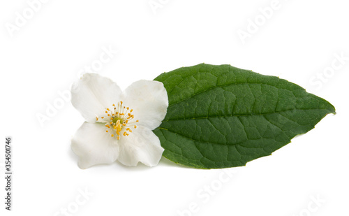 Fototapeta Naklejka Na Ścianę i Meble -  jasmine flower with leaf isolated